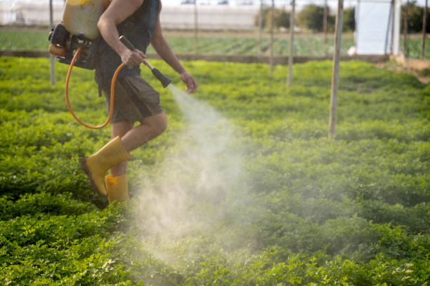 Best Affordable Pest Control Services  in Medford, NY