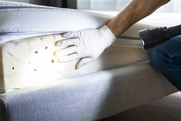 Best Mosquito Control Services  in Medford, NY