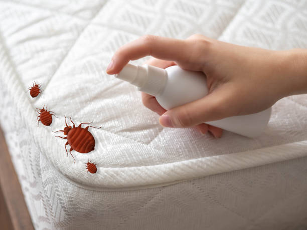 Best Local Pest Control Services  in Medford, NY