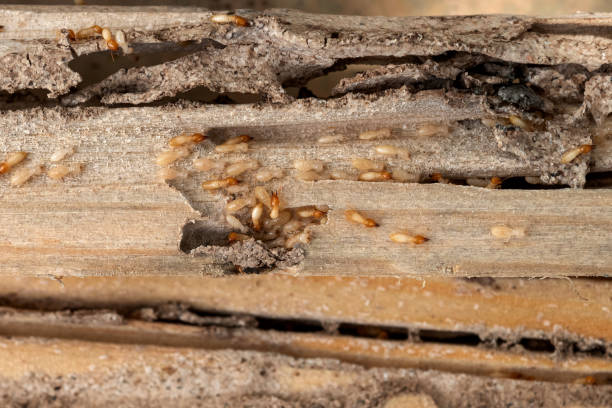 Trusted Medford, NY Pest Control Experts
